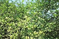 xh6388新濠天地,油茶种植生产加工销售,植物油种植生产加工销售