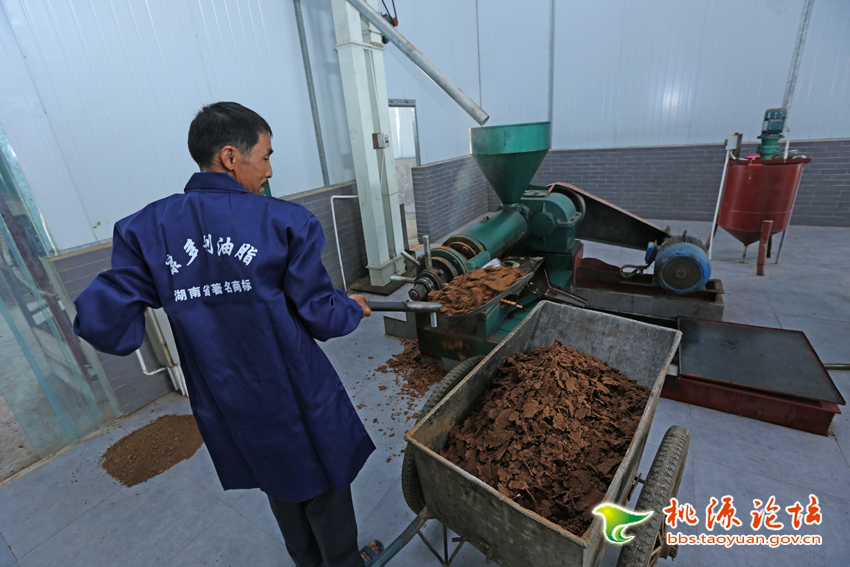 xh6388新濠天地,油茶种植生产加工销售,植物油种植生产加工销售