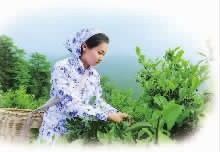 xh6388新濠天地,油茶种植生产加工销售,植物油种植生产加工销售